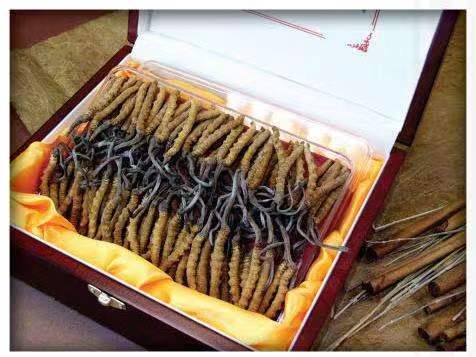 鄂温克冬虫夏草回收